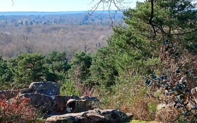 Fontainebleau – Rocher Cuvier