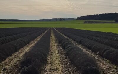 Courances – Videlles – Dannemois